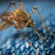 Imagen para el artículo titulado Una nueva investigación descubre cómo los mosquitos nos encuentran para picarnos